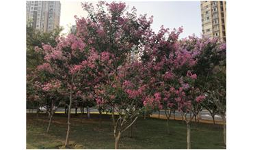 夏秋季節(jié)，錫城首次驚現(xiàn)紫薇花開美景